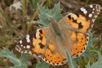 Vanessa cardui