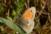 Coenonympha pamphilus