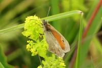 Coenonympha pamphilus