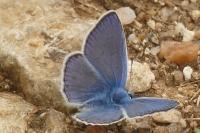 Polyommatus icarus
