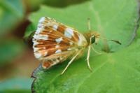 Spialia sertorius
