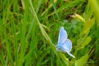 Polyommatus icarus