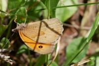 Maniola jurtina