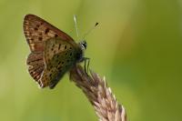 Lycaena tityrus