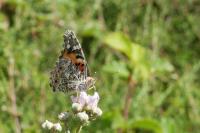 Vanessa cardui