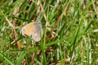 Coenonympha pamphilus