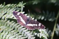 Limenitis camilla