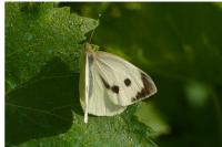 Pieris brassicae