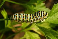 Papilio machaon