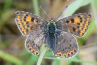 Lycaena tityrus