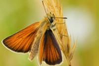 Thymelicus lineola