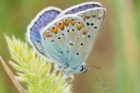 Polyommatus icarus