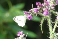 Pieris brassicae