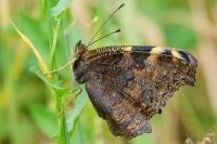 Aglais io