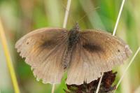 Maniola jurtina
