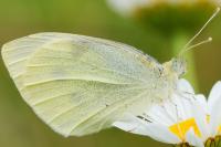 Pieris rapae