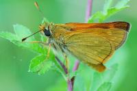 Ochlodes sylvanus