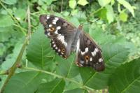 Apatura ilia