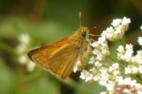Ochlodes sylvanus
