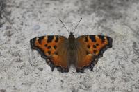 Nymphalis polychloros