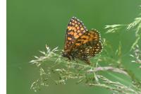 Melitaea athalia
