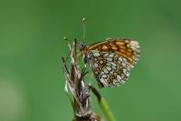 Melitaea athalia