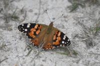 Vanessa cardui