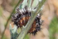 Melitaea phoebe