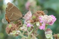 Satyrium w-album