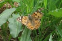 Vanessa cardui