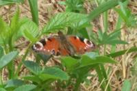 Aglais io