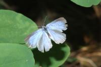 Celastrina argiolus
