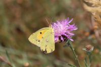 Colias crocea
