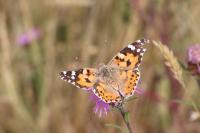Vanessa cardui