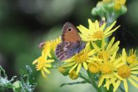 Coenonympha pamphilus