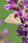 Polyommatus icarus