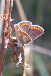 Aricia agestis
