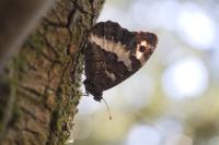 Brintesia circe