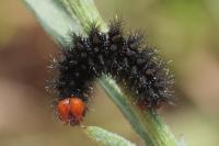 Melitaea cinxia