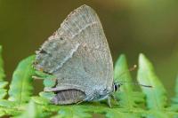 Quercusia quercus