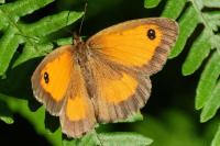 Pyronia tithonus