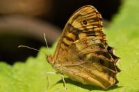 Pararge aegeria