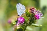 Celastrina argiolus