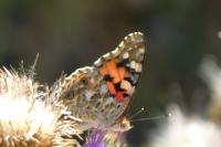 Vanessa cardui