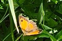Pyronia tithonus