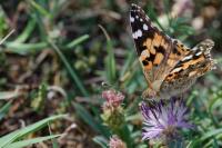 Vanessa cardui