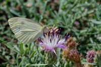 Pieris rapae