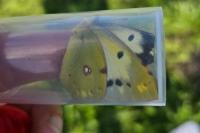Colias crocea