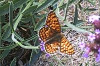 Melitaea phoebe