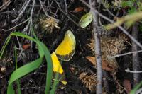 Colias crocea